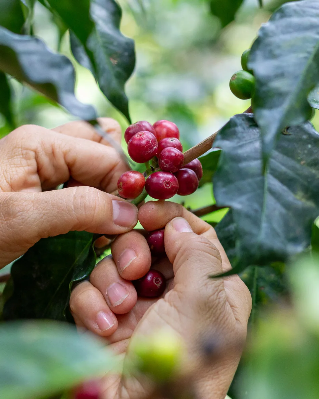 Cosecha de Café Élite