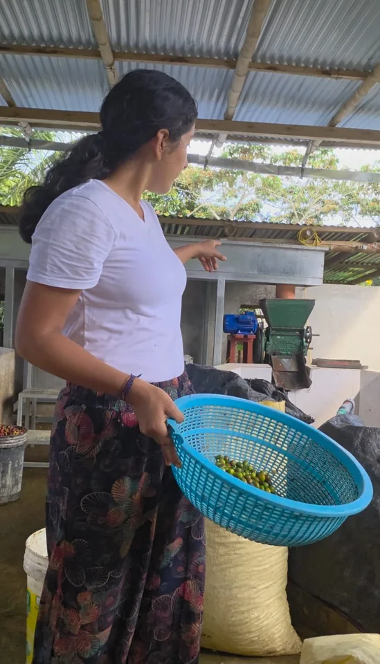 Selección y despulpado de cerezos de café en la finca