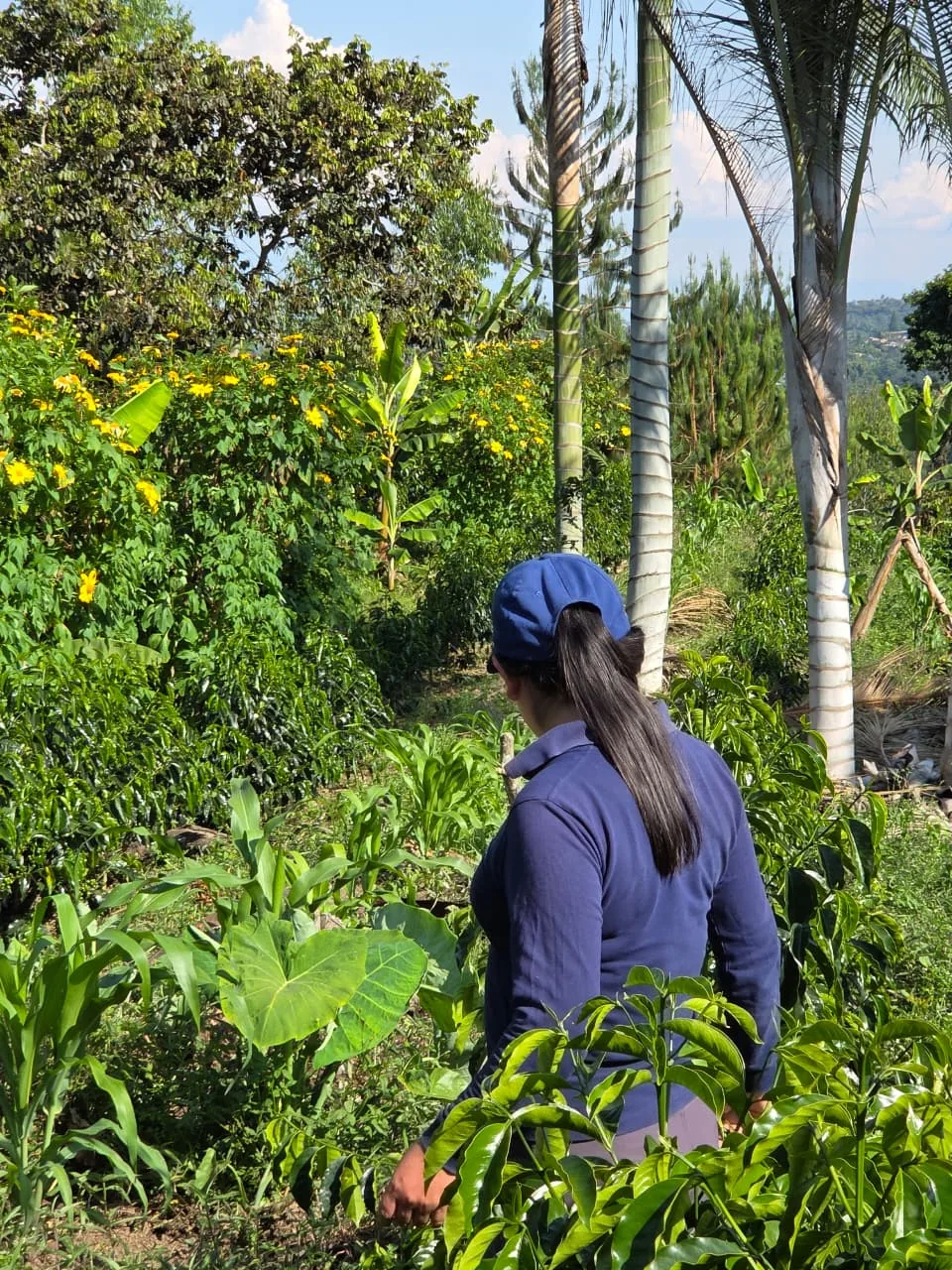 Cafetal de Café Élite en las laderas de San Ignacio