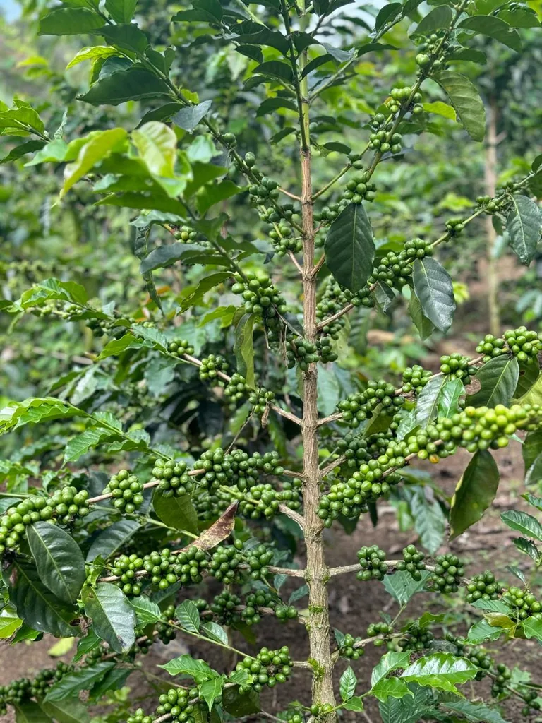 Planta de café con cerezos en la finca